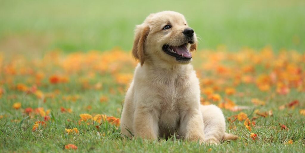  Cutest Dog Breeds