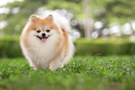  Cutest Dog Breeds