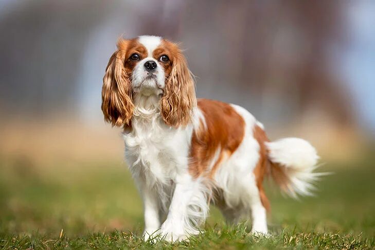  Cutest Dog Breeds