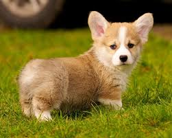  Cutest Dog Breeds